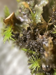 Scytinium lichenoides