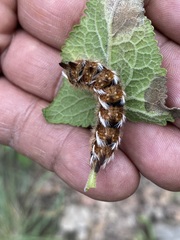 Apatelodes pudefacta