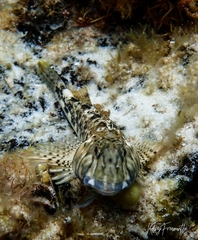 Lepidoblennius marmoratus