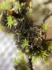 Scytinium lichenoides