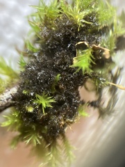 Scytinium lichenoides