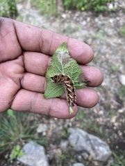 Apatelodes pudefacta