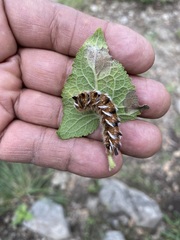 Apatelodes pudefacta