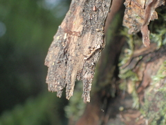 Crypsitricha mesotypa