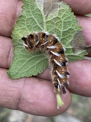 Apatelodes pudefacta