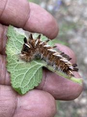 Apatelodes pudefacta