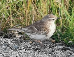 Anthus novaeseelandiae