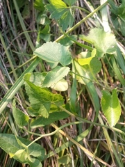 Ostericum palustre