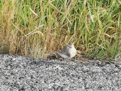 Anthus novaeseelandiae