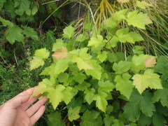 Crataegus coccinioides