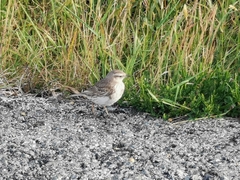 Anthus novaeseelandiae