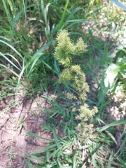 Asparagus densiflorus