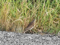 Anthus novaeseelandiae