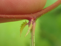 Crataegus coccinioides