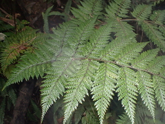 Chalastra pellurgata