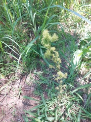 Asparagus densiflorus