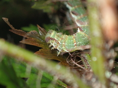 Chalastra pellurgata