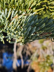 Abies magnifica shastensis