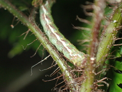 Chalastra pellurgata