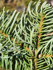 Abies magnifica shastensis