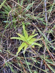 Pinguicula