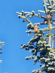 Abies magnifica shastensis