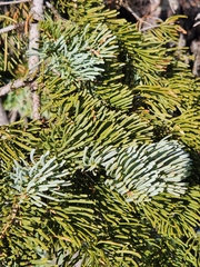 Abies magnifica shastensis