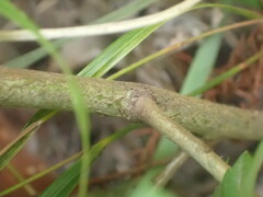 Crataegus coccinioides