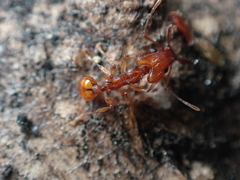 Orectognathus antennatus