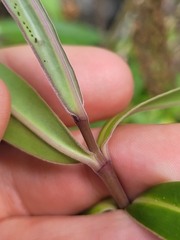 Veronica pubescens sejuncta