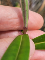 Veronica pubescens sejuncta