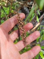 Veronica pubescens sejuncta