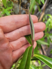 Veronica pubescens sejuncta