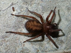 Callobius bennetti