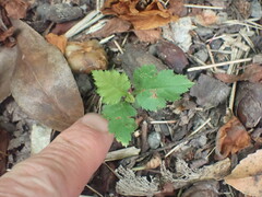 Crataegus coccinioides