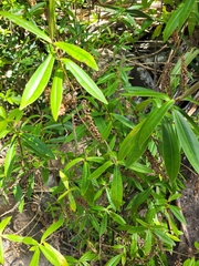Veronica pubescens sejuncta