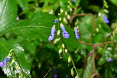 Rhynchoglossum obliquum