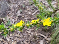 Hibbertia obtusifolia