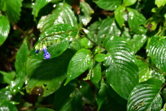 Rhynchoglossum obliquum