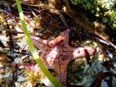 Anthaster valvulatus