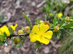 Hibbertia obtusifolia