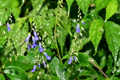 Rhynchoglossum obliquum