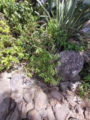 Veronica pubescens sejuncta