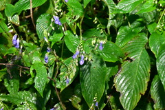 Rhynchoglossum obliquum