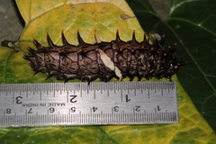 Troides minos