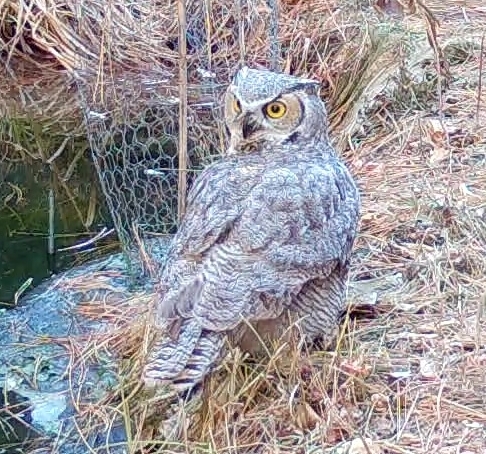 Great Horned Owl photographed in Nebraska