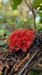 Ramaria araiospora