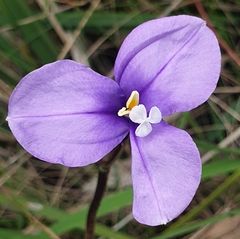 Patersonia occidentalis occidentalis