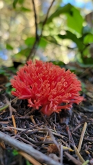 Ramaria araiospora