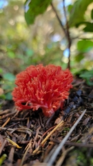 Ramaria araiospora
